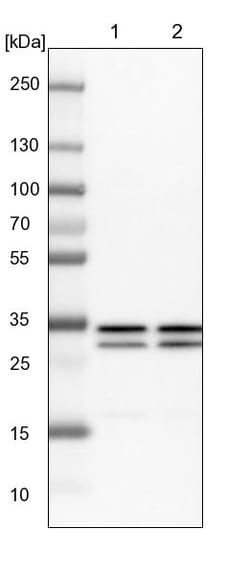 Invitrogen GTF2E2 Polyclonal Antibody 100 &mu;L | Buy Online | Invitrogen&trade; | Fisher Scientific