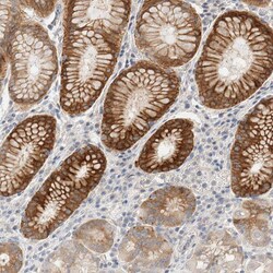 Invitrogen SDR16C5 Polyclonal Antibody 100 &mu;L; Unconjugated:Antibodies,
