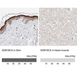 Invitrogen SDR16C5 Polyclonal Antibody 100 &mu;L; Unconjugated:Antibodies,