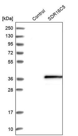 Invitrogen SDR16C5 Polyclonal Antibody 100 &mu;L; Unconjugated:Antibodies,