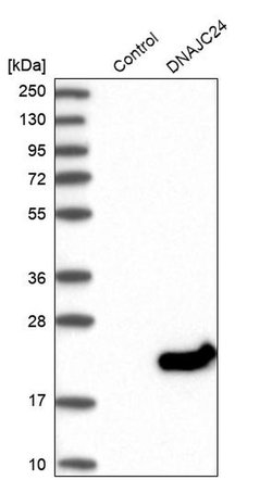 Invitrogen DNAJC24 Polyclonal Antibody 100 &mu;L; Unconjugated:Antibodies,