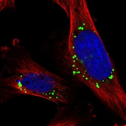 Invitrogen Cnpy4 Polyclonal Antibody 100 &mu;L; Unconjugated:Antibodies,