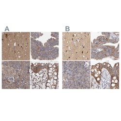 Invitrogen BZRAP1 Polyclonal Antibody 100 &mu;L; Unconjugated:Antibodies,