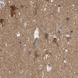 Invitrogen BZRAP1 Polyclonal Antibody 100 &mu;L; Unconjugated:Antibodies,