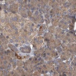 Invitrogen BZRAP1 Polyclonal Antibody 100 &mu;L; Unconjugated:Antibodies,