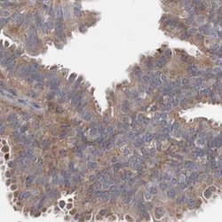 Invitrogen BZRAP1 Polyclonal Antibody 100 &mu;L; Unconjugated:Antibodies,