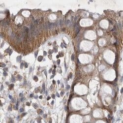 Invitrogen BZRAP1 Polyclonal Antibody 100 &mu;L; Unconjugated:Antibodies,