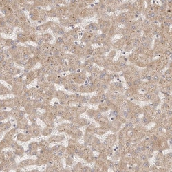 Invitrogen MICALL2 Polyclonal Antibody 100 &mu;L; Unconjugated:Antibodies,