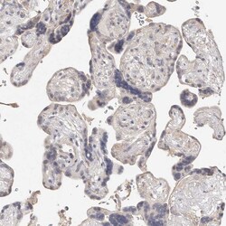 Invitrogen MICALL2 Polyclonal Antibody 100 &mu;L; Unconjugated:Antibodies,