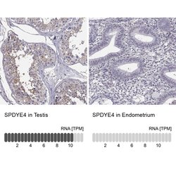 Invitrogen SPDYE4 Polyclonal Antibody 100 &mu;L; Unconjugated:Antibodies,