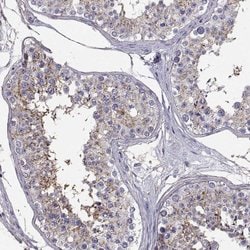 Invitrogen SPDYE4 Polyclonal Antibody 100 &mu;L; Unconjugated:Antibodies,