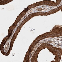 Invitrogen SERAC1 Polyclonal Antibody 100 &mu;L; Unconjugated:Antibodies,