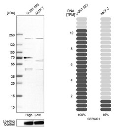 Invitrogen SERAC1 Polyclonal Antibody 100 &mu;L; Unconjugated:Antibodies,
