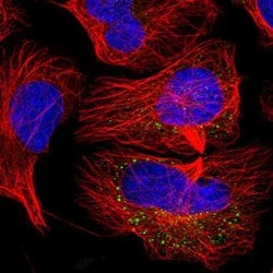 Invitrogen KIAA1731NL Polyclonal Antibody 100 &mu;L; Unconjugated:Antibodies,