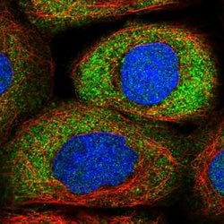 Invitrogen NRARP Polyclonal Antibody 100 &mu;L; Unconjugated:Antibodies,