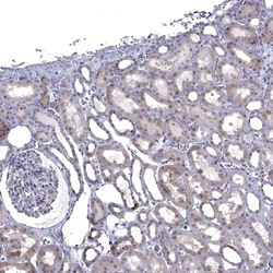 Invitrogen NRARP Polyclonal Antibody 100 &mu;L; Unconjugated:Antibodies,