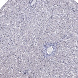 Invitrogen NRARP Polyclonal Antibody 100 &mu;L; Unconjugated:Antibodies,
