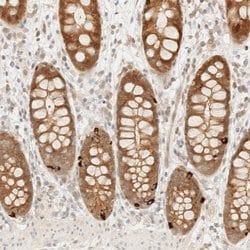 Invitrogen NRARP Polyclonal Antibody 100 &mu;L; Unconjugated:Antibodies,