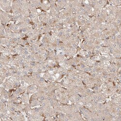 Invitrogen RAB32 Polyclonal Antibody 100 &mu;L; Unconjugated:Antibodies,