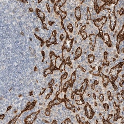 Invitrogen RAB32 Polyclonal Antibody 100 &mu;L; Unconjugated:Antibodies,