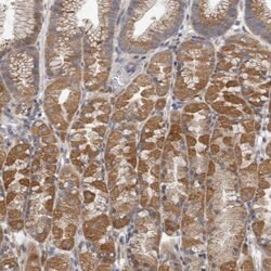 Invitrogen EDEM3 Polyclonal Antibody 100 &mu;L; Unconjugated:Antibodies,