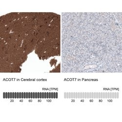 Invitrogen ACOT7 Polyclonal Antibody 100 &mu;L; Unconjugated:Antibodies,