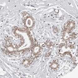 Invitrogen PHF3 Polyclonal Antibody 100 &mu;L; Unconjugated:Antibodies,
