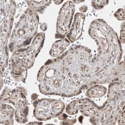 Invitrogen PHF3 Polyclonal Antibody 100 &mu;L; Unconjugated:Antibodies,