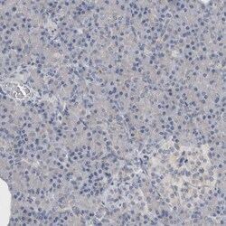 Invitrogen TMEM242 Polyclonal Antibody 100 &mu;L; Unconjugated:Antibodies,