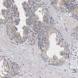 Invitrogen TMEM242 Polyclonal Antibody 100 &mu;L; Unconjugated:Antibodies,