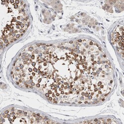 Invitrogen TMEM242 Polyclonal Antibody 100 &mu;L; Unconjugated:Antibodies,