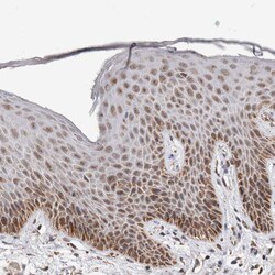 Invitrogen MRPL37 Polyclonal Antibody 100 &mu;L; Unconjugated:Antibodies,