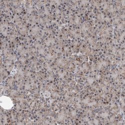 Invitrogen MRPL37 Polyclonal Antibody 100 &mu;L; Unconjugated:Antibodies,