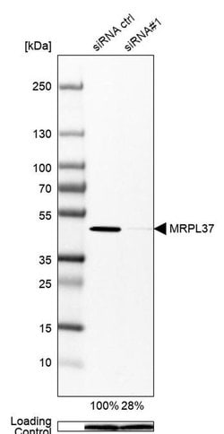 Invitrogen MRPL37 Polyclonal Antibody 100 &mu;L; Unconjugated:Antibodies,