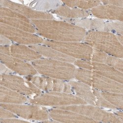 Invitrogen Phafin 1 Polyclonal Antibody 100 &mu;L; Unconjugated:Antibodies,