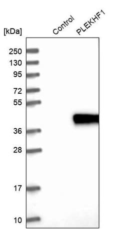 Invitrogen Phafin 1 Polyclonal Antibody 100 &mu;L; Unconjugated:Antibodies,