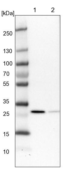 Invitrogen RSU1 Polyclonal Antibody 100 &mu;L | Buy Online | Invitrogen&trade; | Fisher Scientific