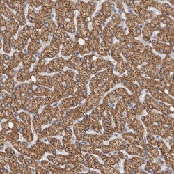 Invitrogen RAB18 Polyclonal Antibody 100 &mu;L; Unconjugated:Antibodies,