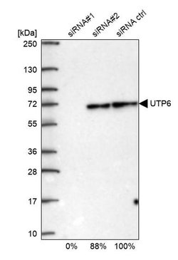 Invitrogen UTP6 Polyclonal Antibody 100 &mu;L; Unconjugated:Antibodies,