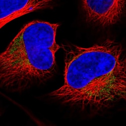 Invitrogen MRPL37 Polyclonal Antibody 100 &mu;L; Unconjugated:Antibodies,