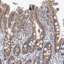 Invitrogen MRPL37 Polyclonal Antibody 100 &mu;L; Unconjugated:Antibodies,