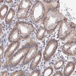 Invitrogen MRPL37 Polyclonal Antibody 100 &mu;L; Unconjugated:Antibodies,