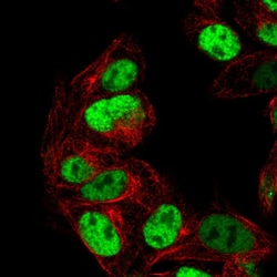 Invitrogen PEG3 Polyclonal Antibody 100 &mu;L; Unconjugated:Antibodies,