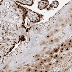 Invitrogen PEG3 Polyclonal Antibody 100 &mu;L; Unconjugated:Antibodies,