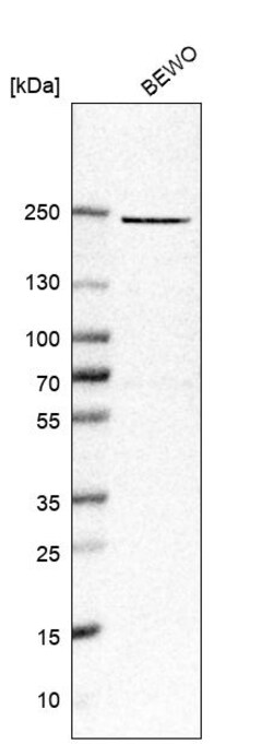 Invitrogen PEG3 Polyclonal Antibody 100 &mu;L | Buy Online | Invitrogen&trade; | Fisher Scientific