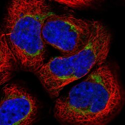 Invitrogen ARMC1 Polyclonal Antibody 100 &mu;L; Unconjugated:Antibodies,
