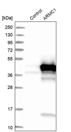 Invitrogen ARMC1 Polyclonal Antibody 100 &mu;L; Unconjugated:Antibodies,