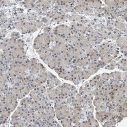 Invitrogen hnRNP R Polyclonal Antibody 100 &mu;L; Unconjugated:Antibodies,