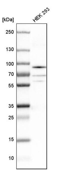 Invitrogen hnRNP R Polyclonal Antibody 100 &mu;L; Unconjugated:Antibodies,