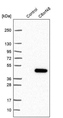 Invitrogen C8orf48 Polyclonal Antibody 100 &mu;L; Unconjugated:Antibodies,